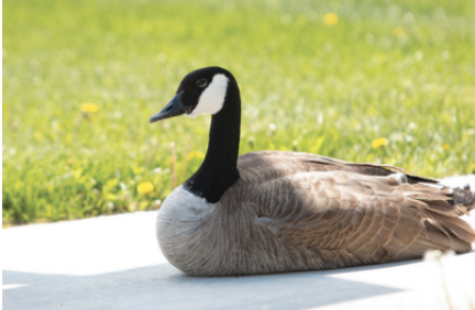 WARNING BEWARE OF THE GOOSE: Millard North’s resident goose sits on
guard in front of the school. The goose
has been nested for several weeks and
will remain until her eggs are hatched.