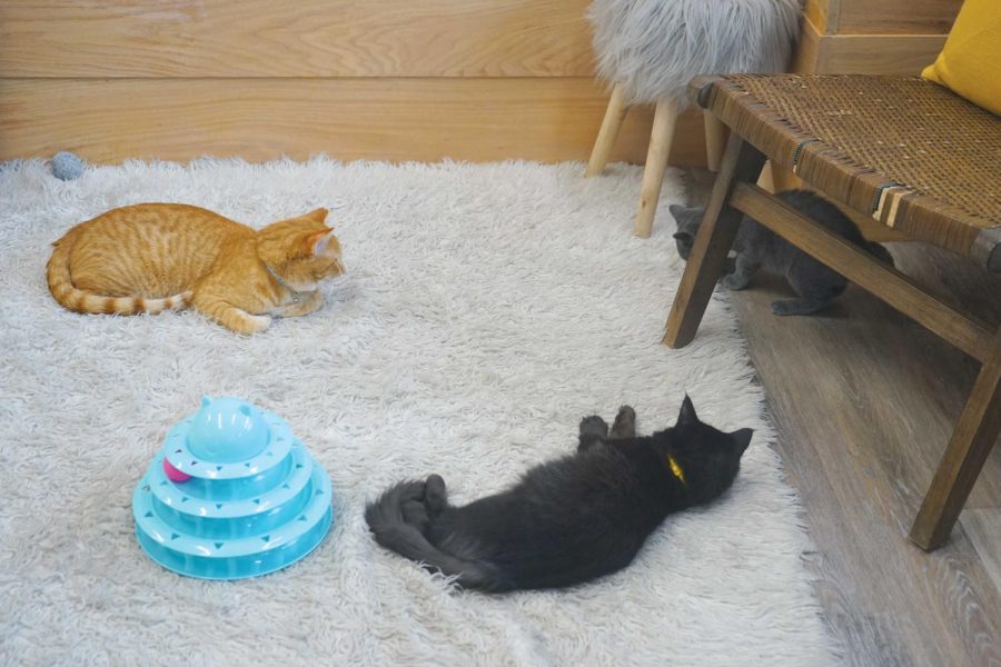 Two cats lounge on a fluffy rug.